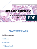 Aparato Urinario2019
