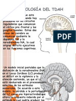 Neurobiologia Del Tdah