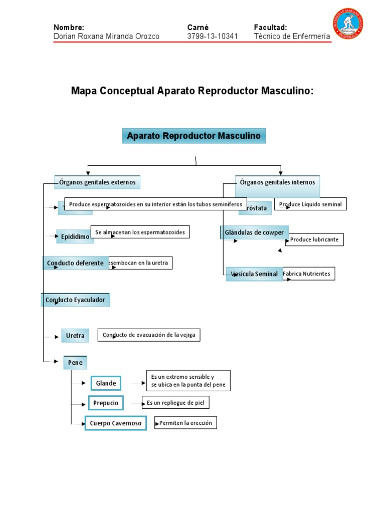 Mapa Conceptual Aparato Reproductor Masculino y Femenino | PDF ...