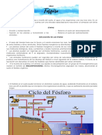 Ciclo Del Fosforo