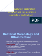 Ultrastructure of Bacterial Cell - Permanent and Non-Permanent Elements of Bacterial Cell