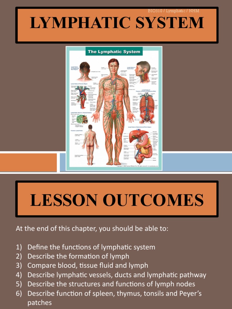 Functions of the Lymphatic System | PDF | Lymphatic System | Lymph Node