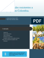 Variedades Resistentes A Plagas en Colombia Lorena Lozano - Daniel Tenorio