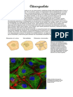 CITOESQUELETO