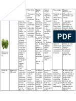 Juan David Grazon Descripcion Morfologica