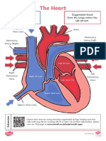 The Heart Labeling