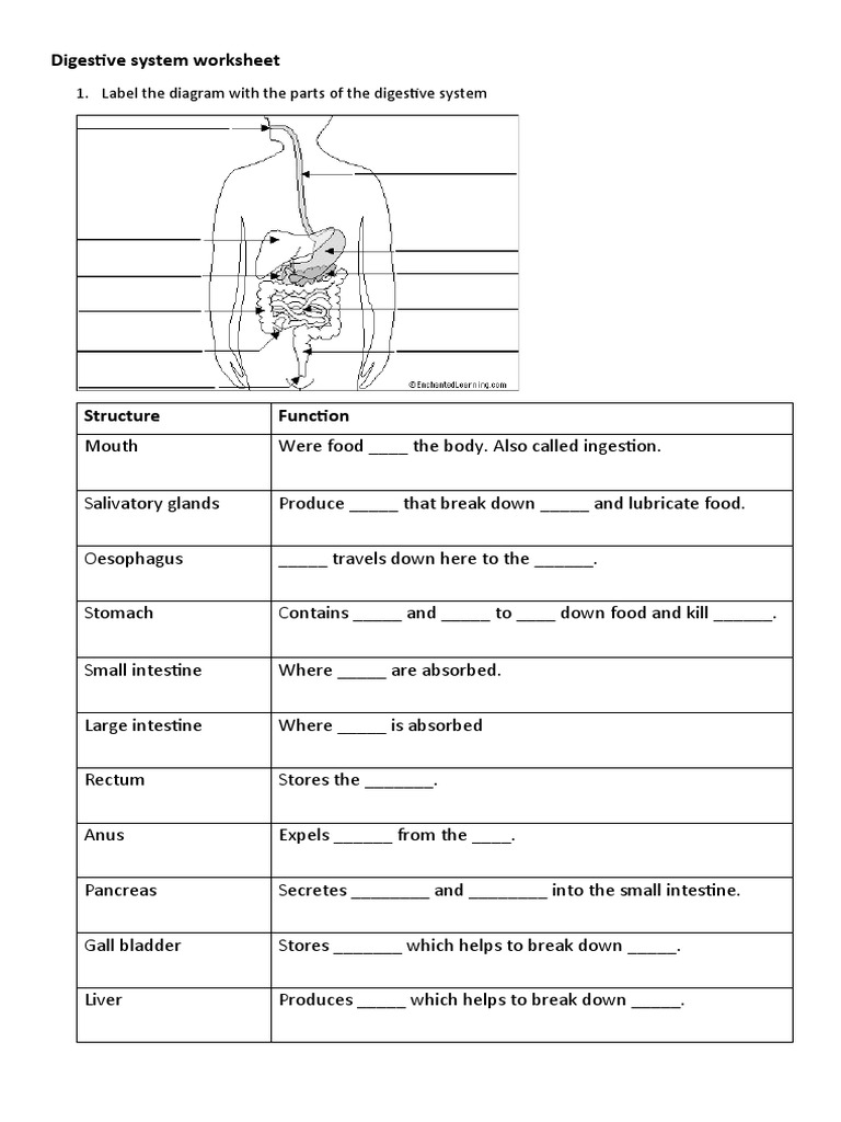 Digestive System Worksheet: 1. Label The Diagram With The Parts of The Digestive System | PDF for Free Printable Digestive System Worksheets