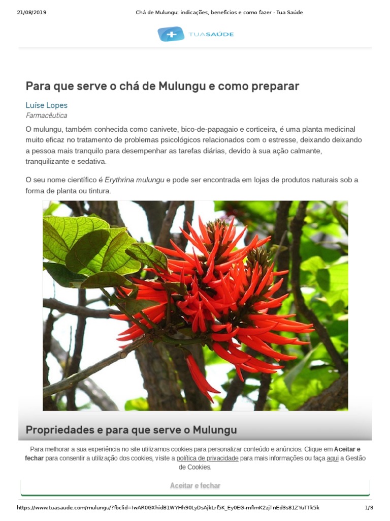 Chá de Mulungu - Indicações, Benefícios e Como Fazer - Tua Saúde | PDF ...