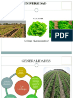 Lechuga PDF