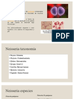 Neisseria_investigacion.pptx
