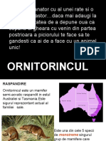 Ornitorincul