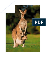 print kangguru