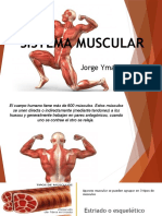Sistema-Muscular Jy