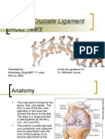 Anterior Cruciate Ligament