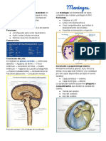 Meninges