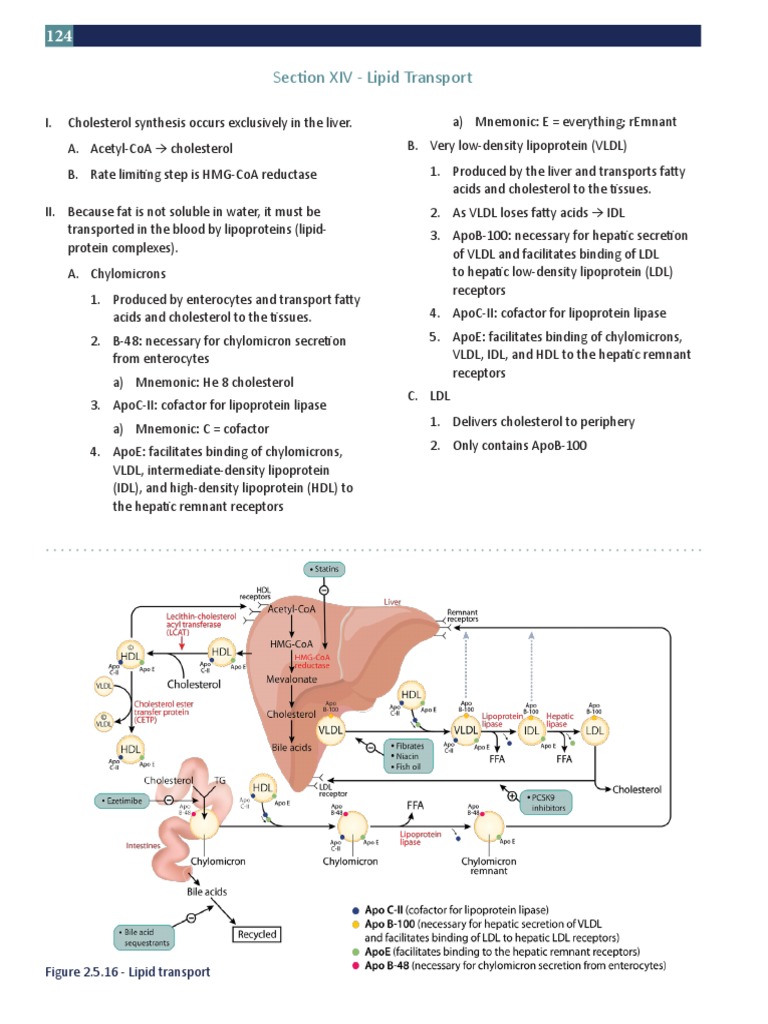 Lipid Transport and Cholesterol Metabolism | PDF | Lipoprotein ...