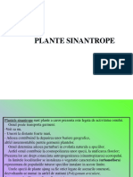L.P. 5 - Plante Sinantrope - 2020 PDF