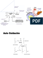 Lipólisis y Auto Oxidación PDF