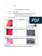 Laporan Praktikum Jaringan Epitel