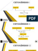 Cetogenesis PGS