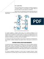 MODULACION DEL DOLOR Y A QUE NIVEL