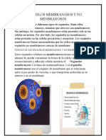 Organelos Membranosos y No Menbranosos