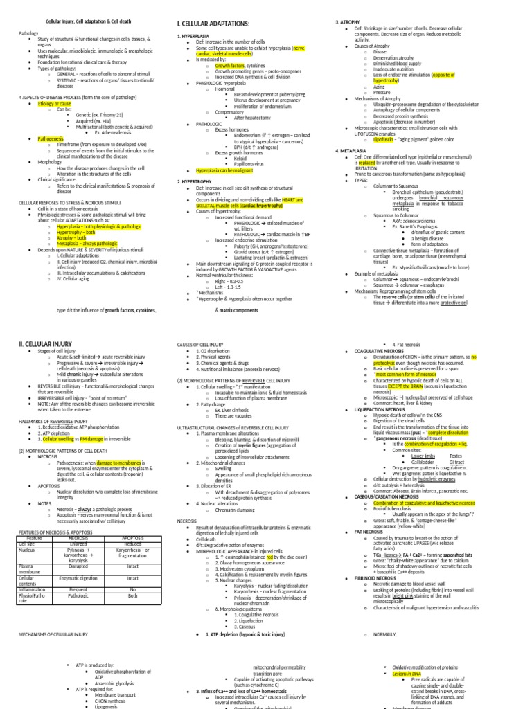 Cellular Injury and Adaptation Guide | PDF | Necrosis | Reactive Oxygen ...
