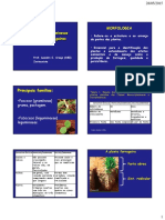 Aula 2 - Slides Bons-Morfologia-De-Plantas-Forrageiras