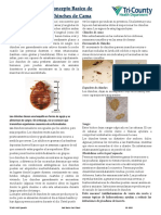 S-445 Spanish Bed Bug Basics Fact Sheet - 201505121605566090 PDF