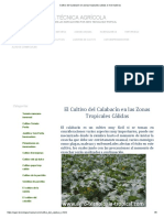 Cultivo Del Calabacín en Zonas Tropicales Calidas e Invernaderos