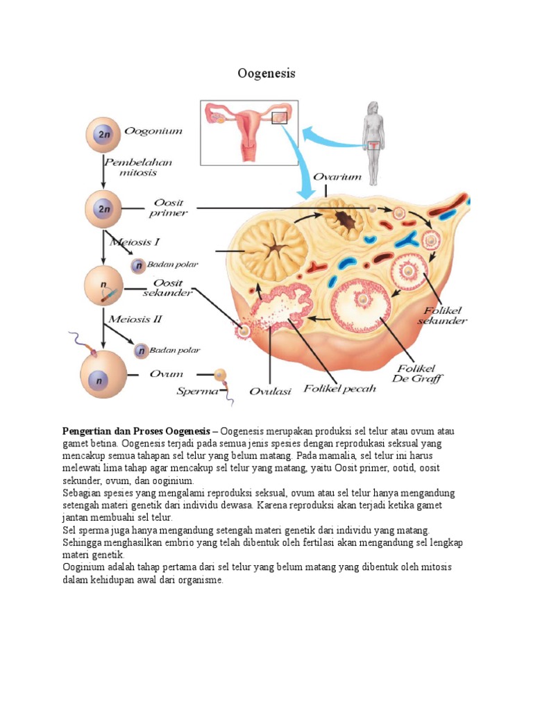 Proses dan Tahapan Oogenesis | PDF