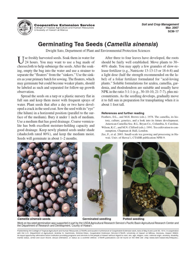 Growing Camelia Sinensis | Seed | Germination