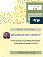 Western Blot