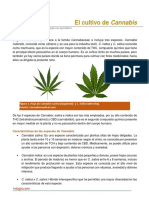 16. El cultivo de Cannabis.pdf