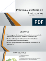 Estudio de Protozoarios