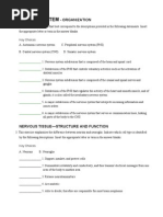 A&P Coloring Nervous Worksheet PDF