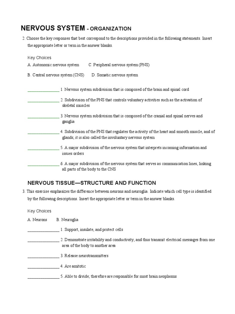 worksheet Worksheet Nervous System ap coloring nervous worksheet pdf system autonomic system