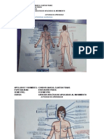FICHA 11-Infografia de Los Terminos Anatomicos