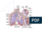 respiracion en humanos.pdf