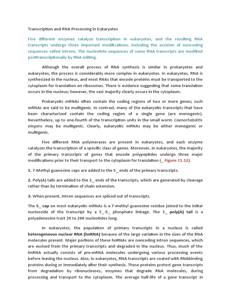 Eukaryotic RNA Transcription Overview | PDF | Messenger Rna | Gene