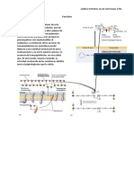 Penicilina PDF