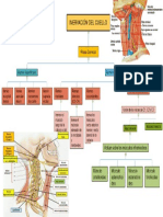 Inervacion Del Cuello