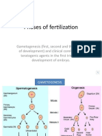 Phases of Fertilization