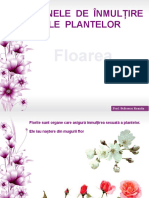 floarea_alcatuire_simpla