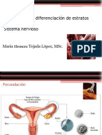 Tejido Nervioso