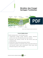 LKS Jaringan Tumbuhan