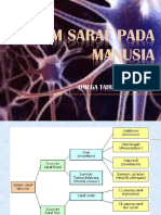 Anatomi Dan Fisiologi Pertemuan 2