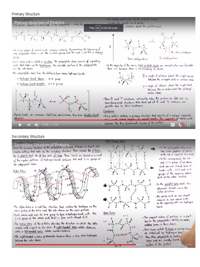 Secondary Structure And Protein Folding Pdf Alpha Helix Beta Sheet