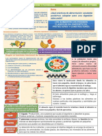 Alimentos 2do