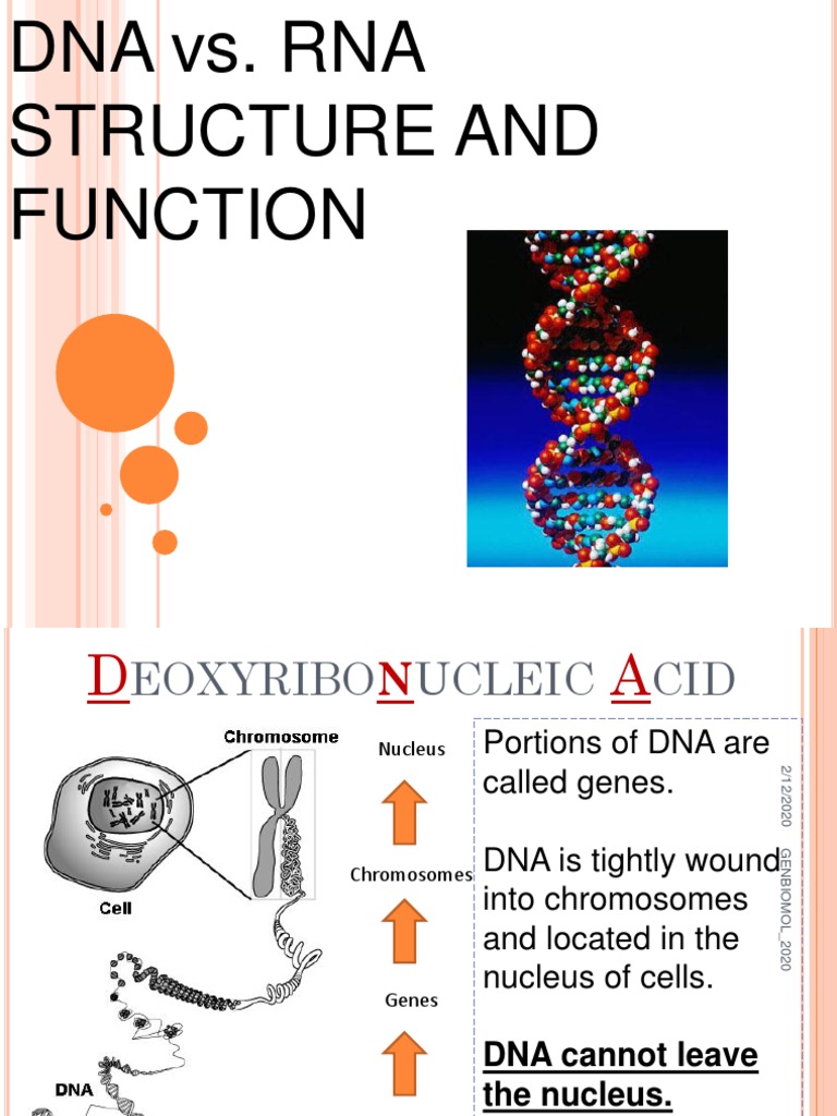 Dna vs. Rna Structure and Function PDF Dna Nucleotides